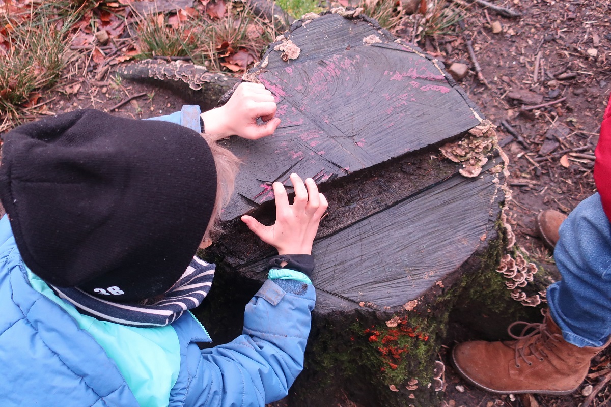 EntdeckungstourWald013